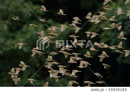 生き物 鳥類 スズメ、当たり前に身近にいる鳥と思っていましたが、大きな群れをあまり見なくなりました 生き物 鳥類 スズメ、当たり前に身近にいる鳥と思っていましたが、大きな群れをあまり見なくなりました 33836183