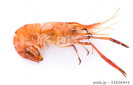 Grilled river shrimp isolated on white background Grilled river shrimp isolated on white background 33836943