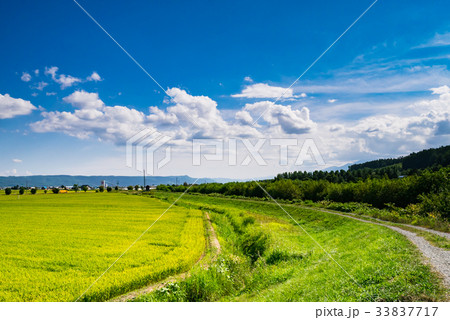 北海道 富良野 田園風景 北海道 富良野 田園風景 33837717