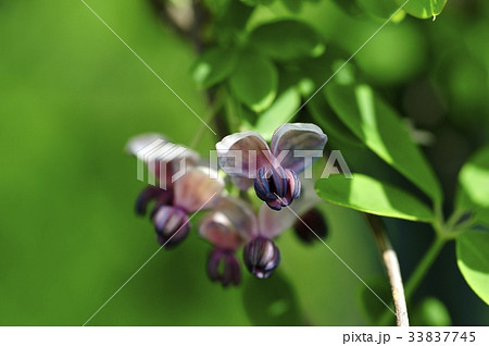 アケビの花 33837745