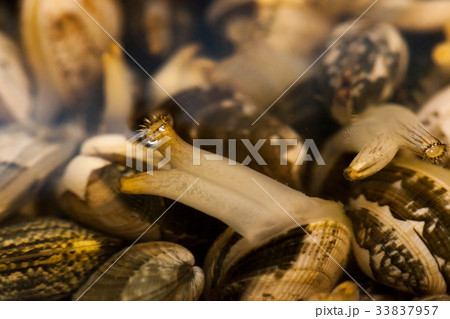 あさり あさり 33837957