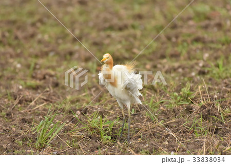 【野鳥】アマサギ 33838034