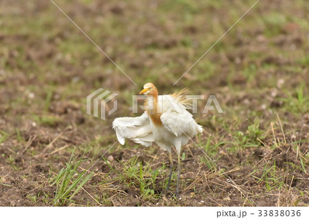 【野鳥】アマサギ 【野鳥】アマサギ 33838036