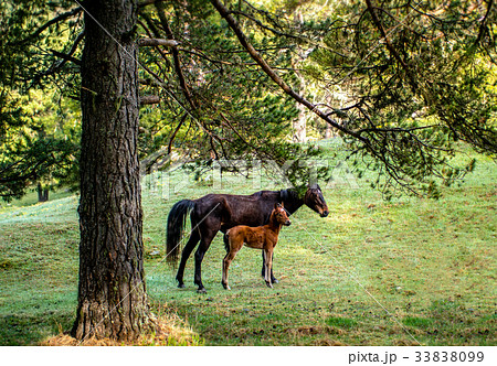 foal with a Mare on a mountain pasture 33838099