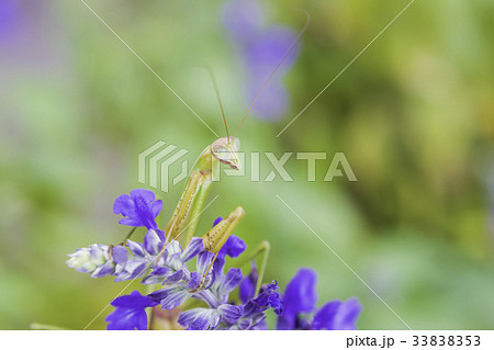 獲物を待つオオカマキリ 獲物を待つオオカマキリ 33838353