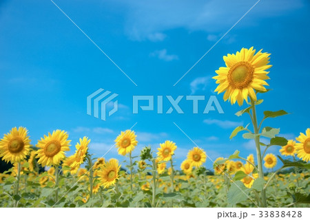 ひまわり 33838428