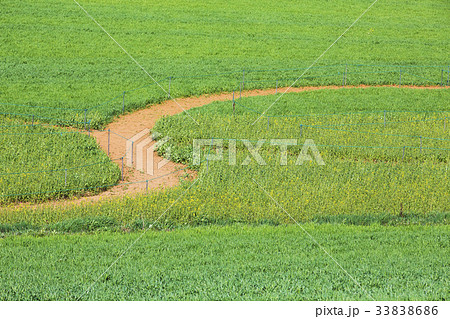 田畑 麦畑 全北 33838686
