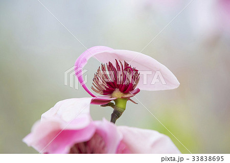 花芯 マグノリア 春の花 33838695