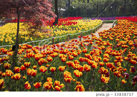 花 全羅南道 チューリップ 33838737