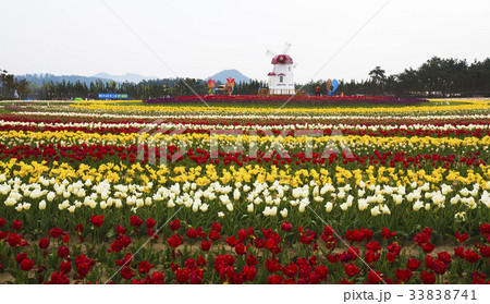 新案チューリップ公園 全羅南道 チューリップ 33838741