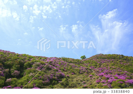 慶南 花 ツツジ 33838840