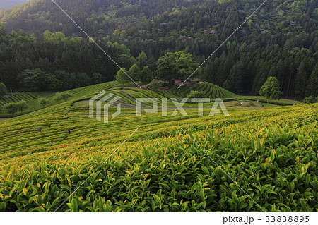 緑茶畑 の多元 宝城郡 33838895