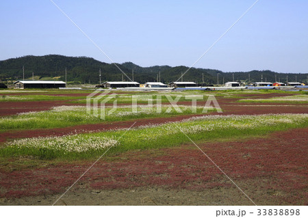 全羅南道 七面草 太平塩田 33838898