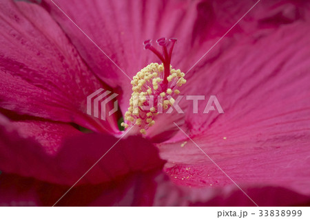 花 花芯 ブイヨン 33838999