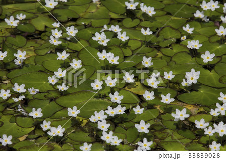 花 植物 愚か蓮 33839028