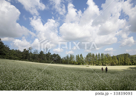 雲 ソバ畑 全北 33839093