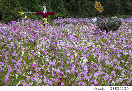 花畑 全羅南道 コスモス 33839130