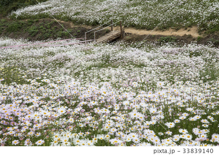 野生の花 全北 井邑市 33839140