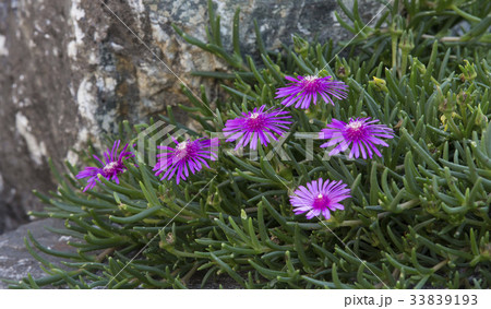 花 植物 屋外 33839193