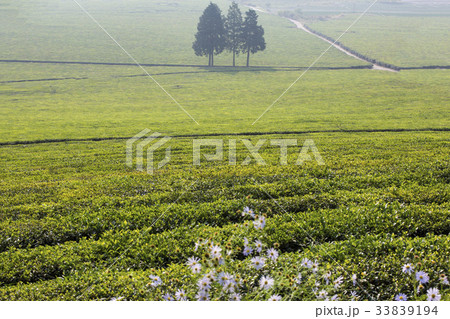緑茶畑 の多元 宝城郡 33839194
