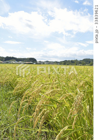 稲穂、米、田園イメージ 稲穂、米、田園イメージ 33839621