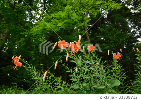 オニユリの花 33839712