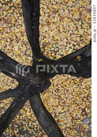 秋 木 落葉 33839807