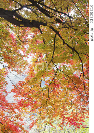 カエデ 忠清北道 忠州市 33839816