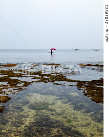 サンゴ 珊瑚 珊瑚礁 33839881