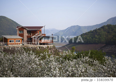 梨の花 自然 忠清北道 33839970