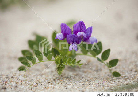 花 見よ 植物 33839989