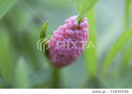 動物 赤 植物 33840098