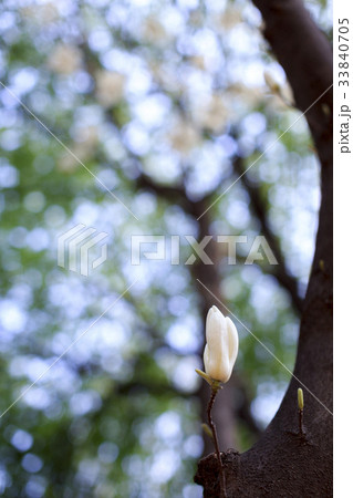 花 芽 マグノリア 33840705