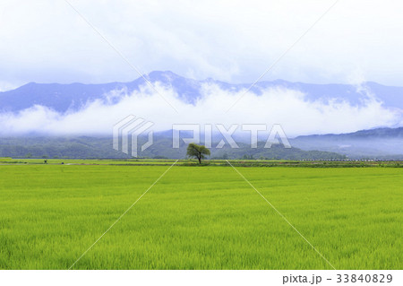 江原道 雲 稲 33840829