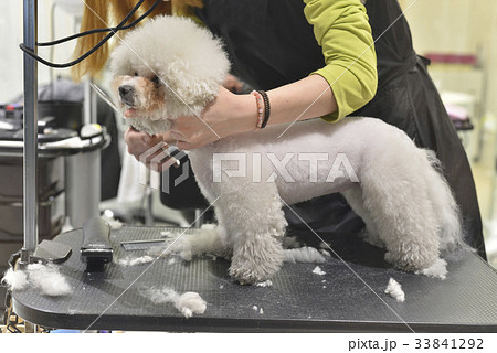 本 犬 ビション・フリーゼ 33841292