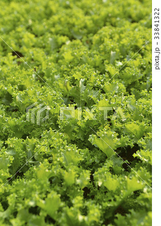 緑 緑色 植物 33841322
