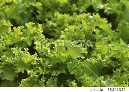 緑 緑色 植物 33841325