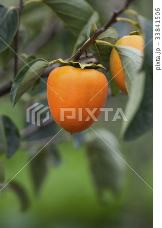 感 柿の木 フルーツ 33841506