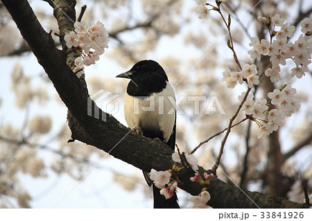 カササギ 花 桜 33841926