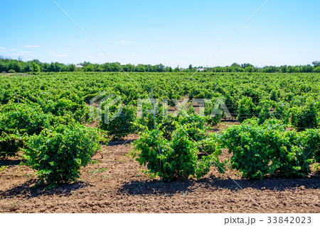 Beautiful vineyard on sunny day 33842023
