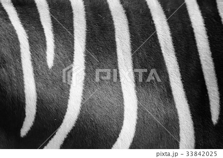 Close up zebra skin pattern black and white 33842025