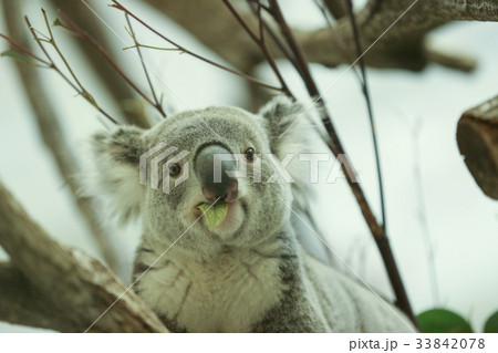 コアラ 33842078