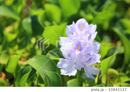 ホテイアオイの花 33842137