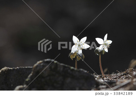 君風花 野生の花 クローズアップ 33842189