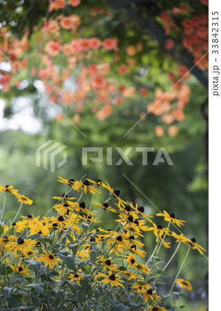 花 オオハンゴンソウ属 葉 33842315