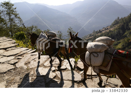 階段 ネパールの ロバ 33842330