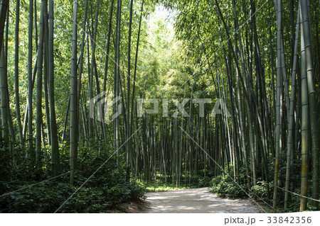 潭陽郡 竹 全羅南道 33842356