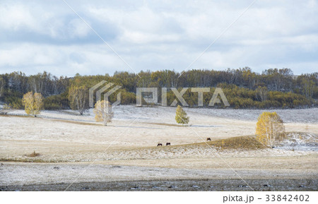 木 モンゴル 白樺 33842402