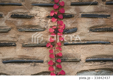 京畿道 キョンギド ツタ 33842437