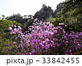 道峰山 春の花 ソウル 33842455